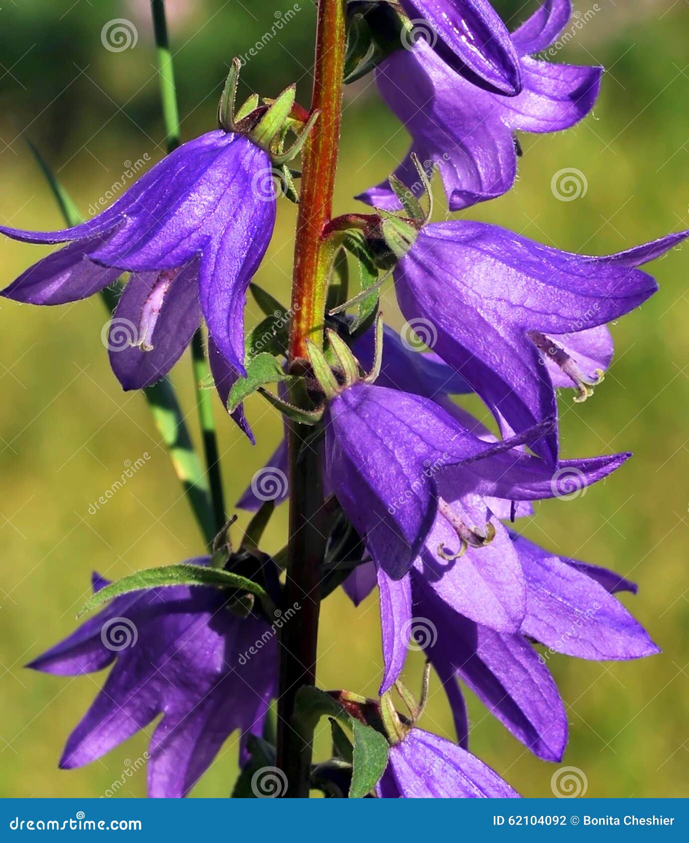 My Image 27