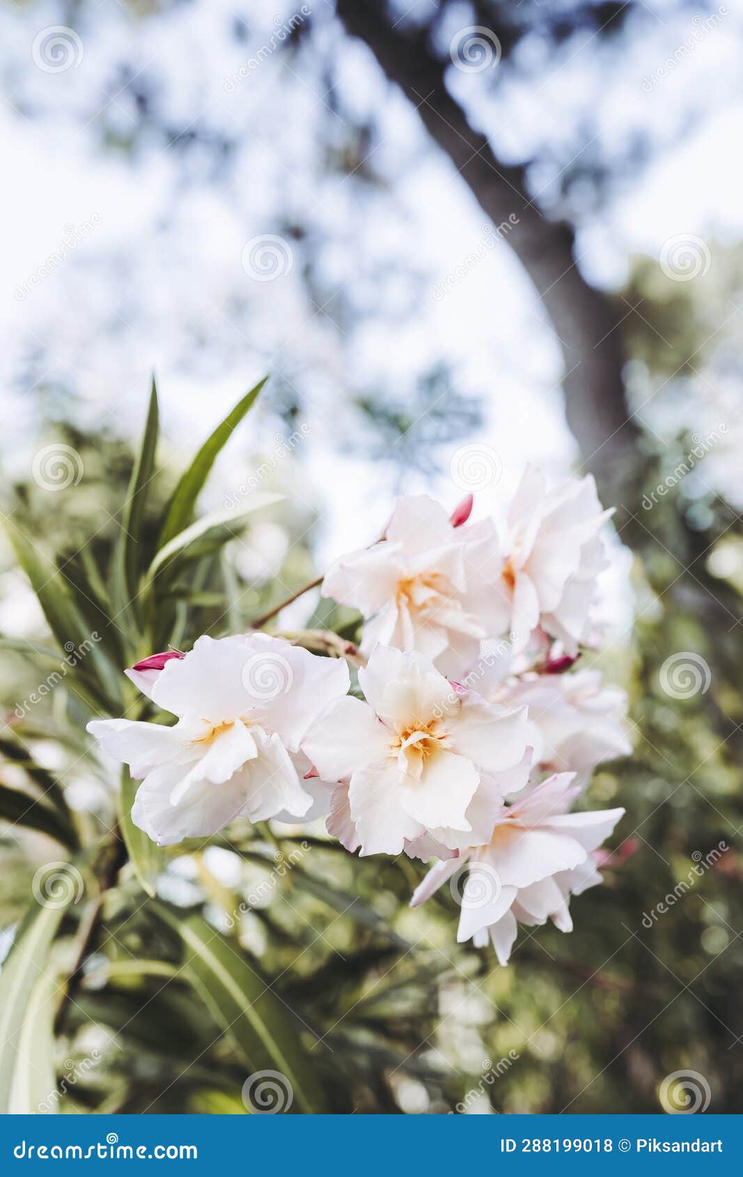 Beautiful Laurel Creeper with White Flowers Stock Photo Image of