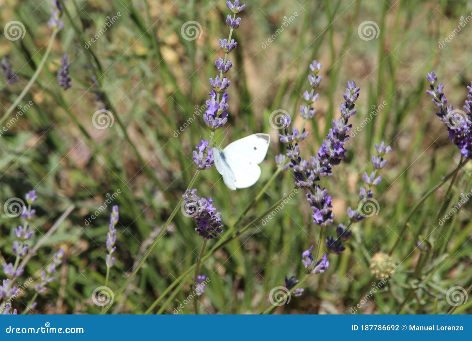 beautiful lavender field photographing smell butterfly flowers color