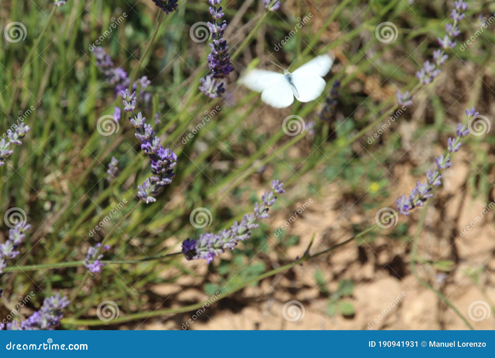 beautiful lavender field photographing smell butterfly flowers color