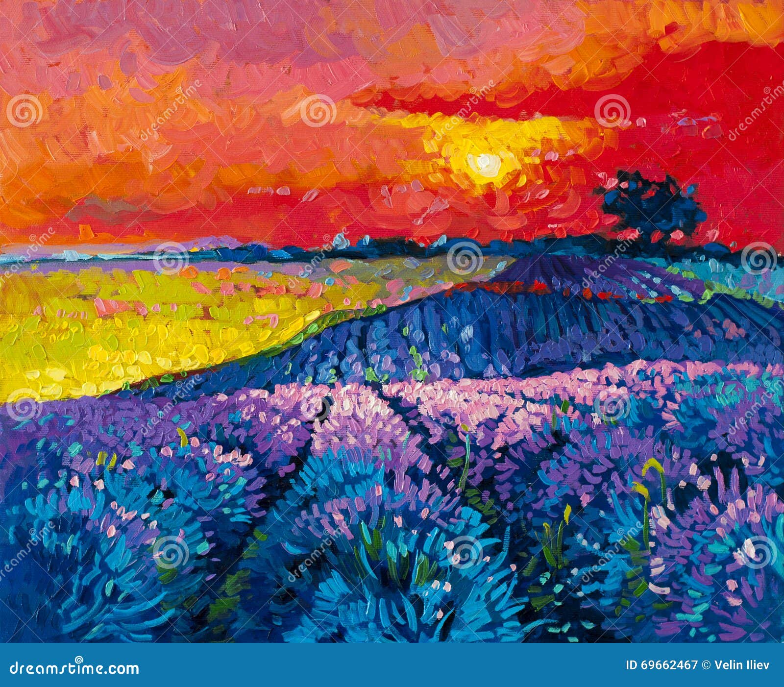 Beautiful Lavender Field at Sunset Stock Illustration - Illustration of ...