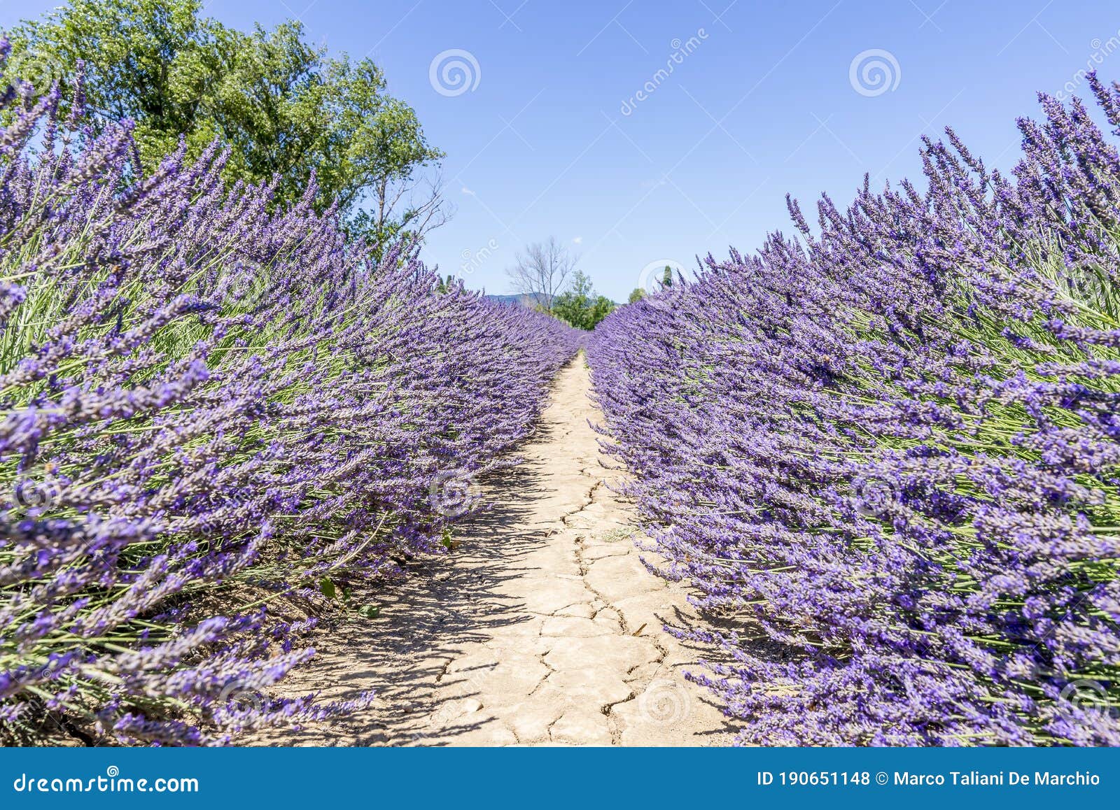 beautiful lavender field in the tuscan countryside near the village of santa luce, italy