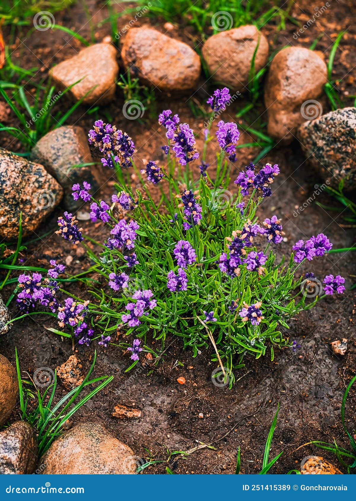 Beautiful Lavender in Flower Bed Stock Image Image of lavandula