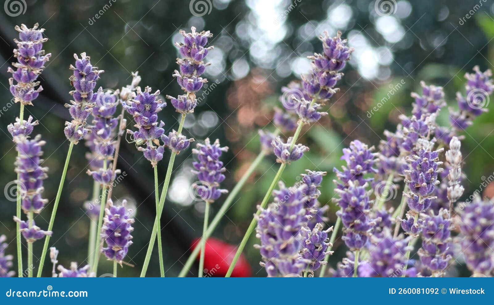 Beautiful Lavender Flowers Moving from the Wind Stock Footage Video
