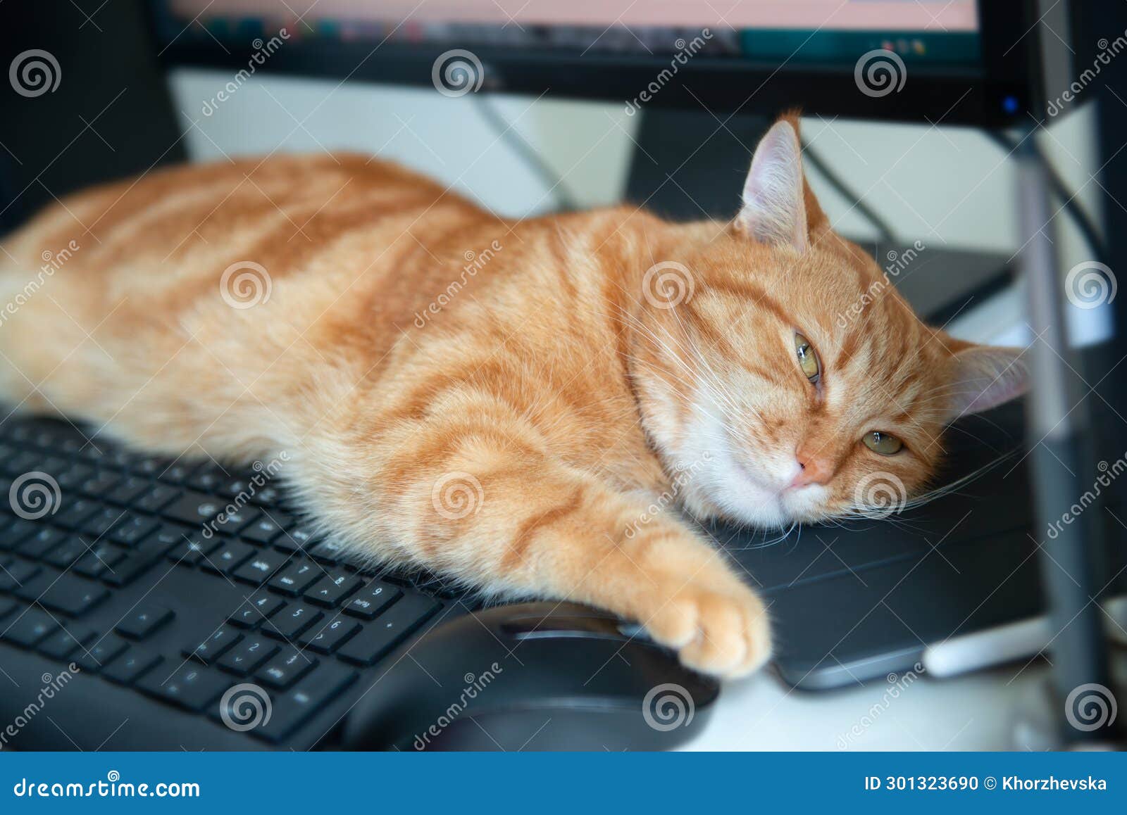 beautiful lazy ginger cat well-fed and satisfied sleeps at home working place near keypad