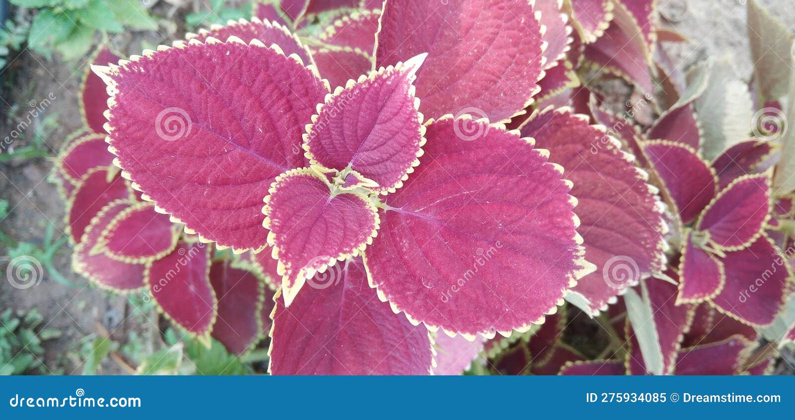 Beautiful Leaf Wallpapers New Collection Stock Image Image of