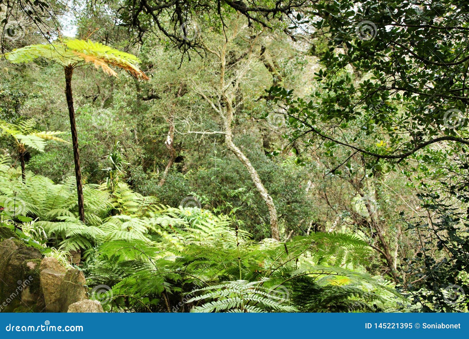 leafy and green garden with big ferns in sintra