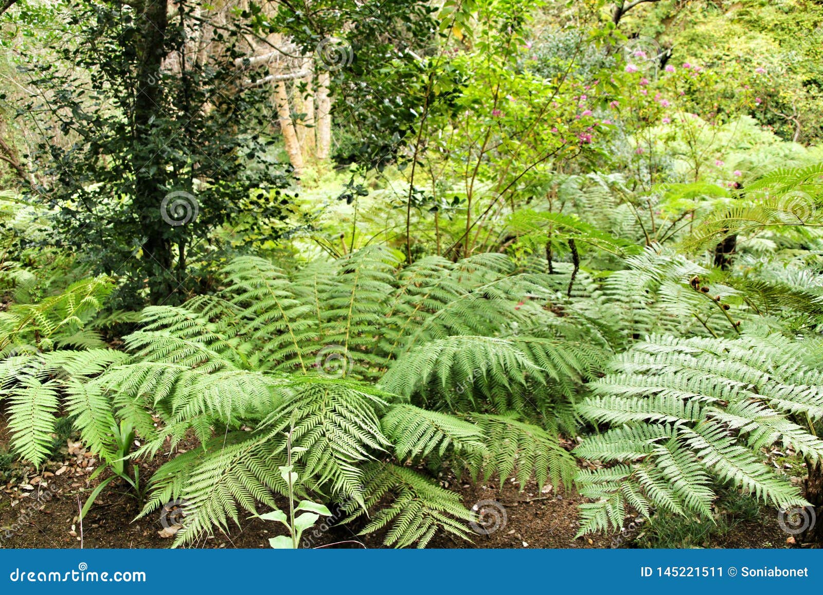 leafy and green garden with big ferns in sintra