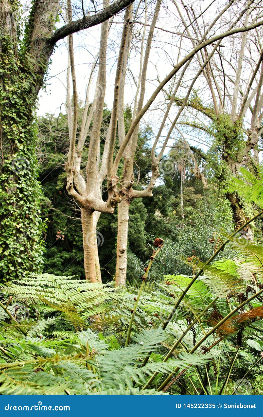 leafy and green garden with big ferns in sintra