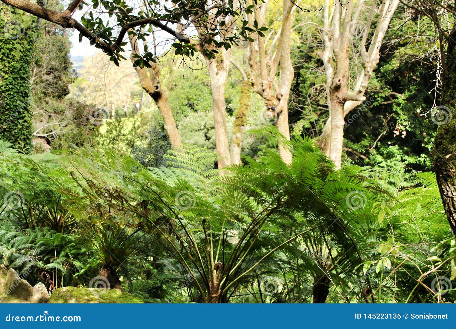 leafy and green garden with big ferns in sintra