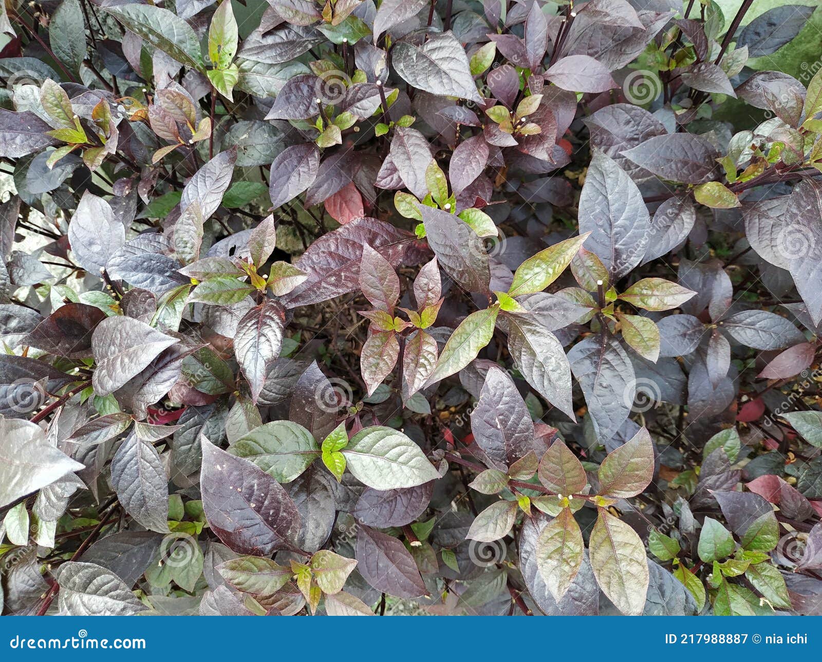 Beautiful Leaves of Alternanthera Dentata Plant Stock Image - Image of ...