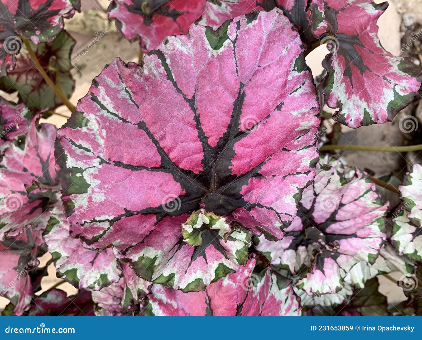 Exotic Plant Royal Begonia Latin - Begonia Rex Stock Image - Image of  detail, exotic: 231653859