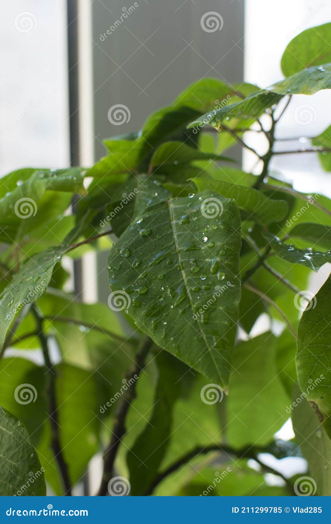 beautiful lemon blossoms  will bloom in a few days.
