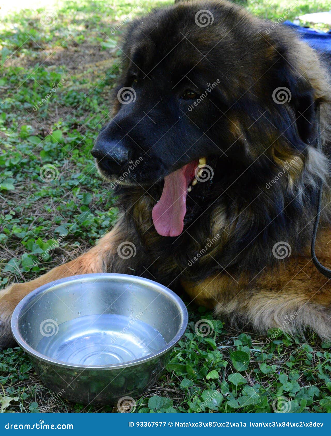 A beautiful Leonberger whit his tongue out lying next to the bowls of water , portrait