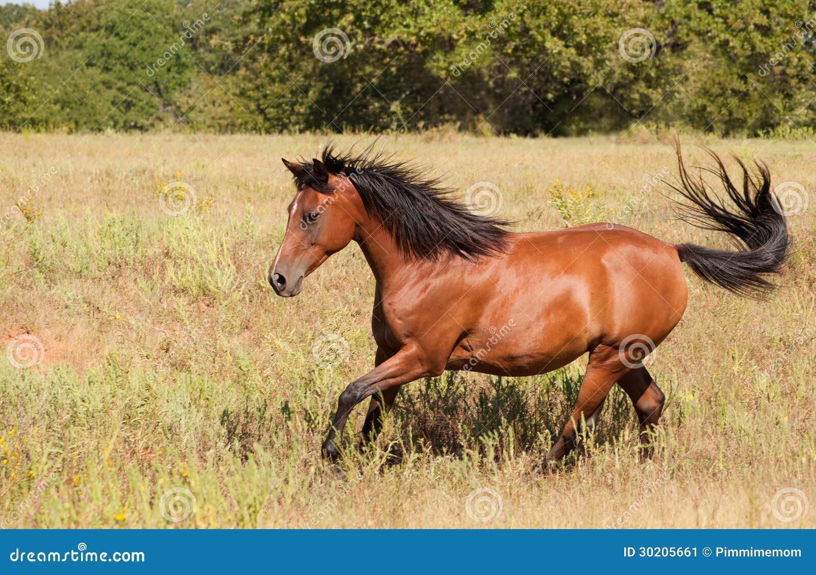Beautiful Light Bay Arabian Horse Stock Image Image of ears, daylight