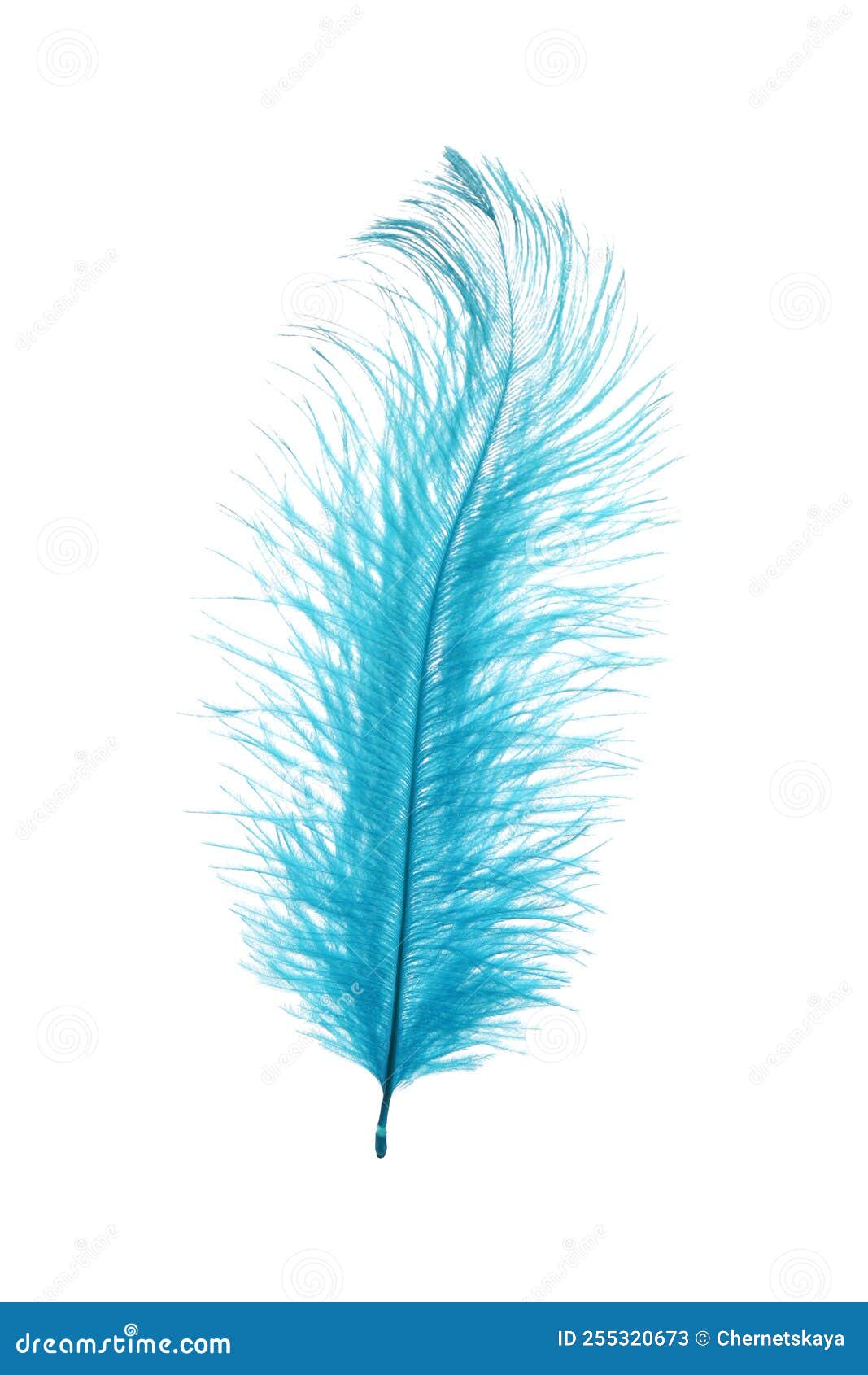 Beautiful Light Blue Feather Isolated on White Stock Image Image of