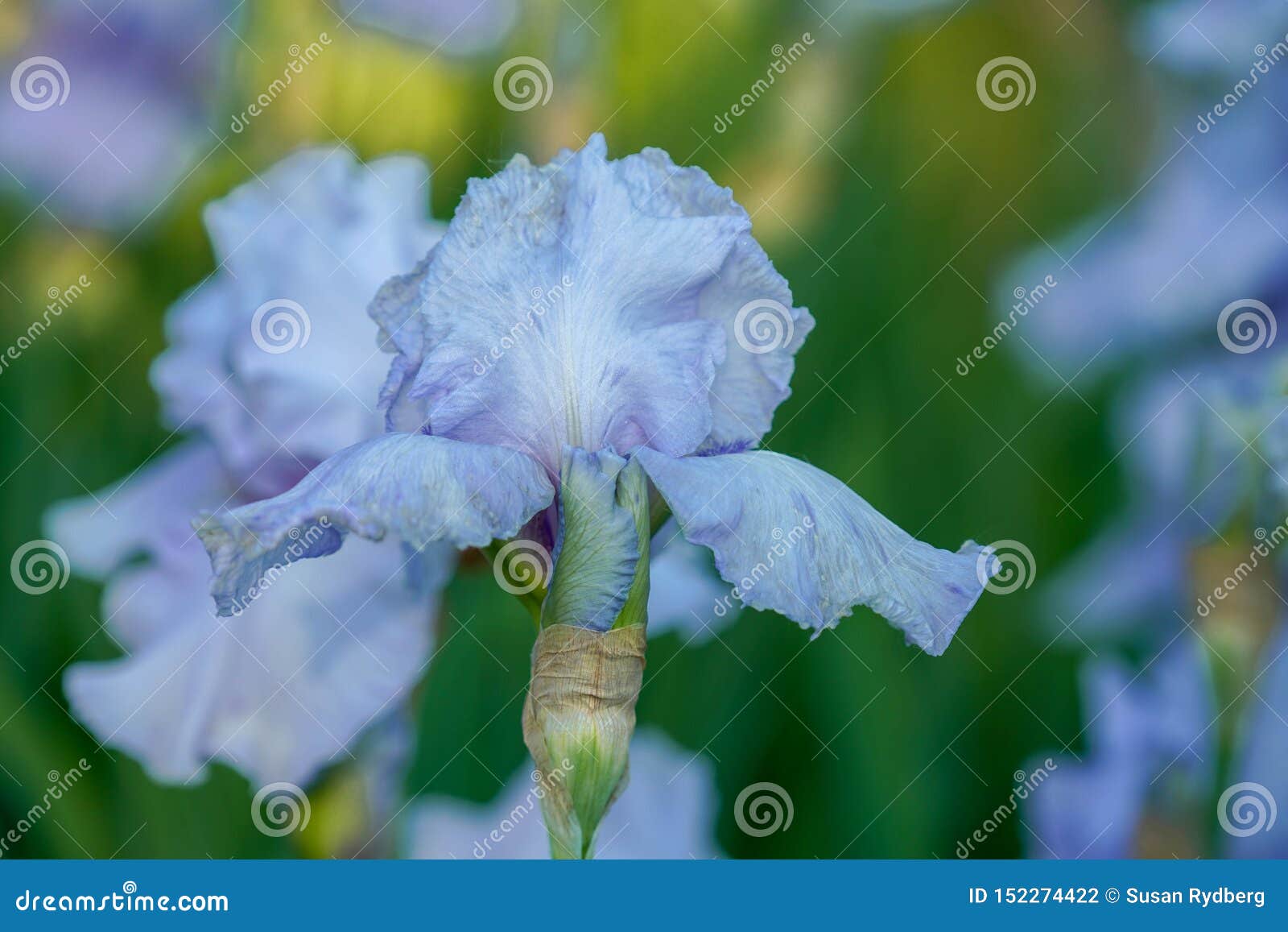 Light Blue Iris in the Sunlight with Green Background Stock Photo