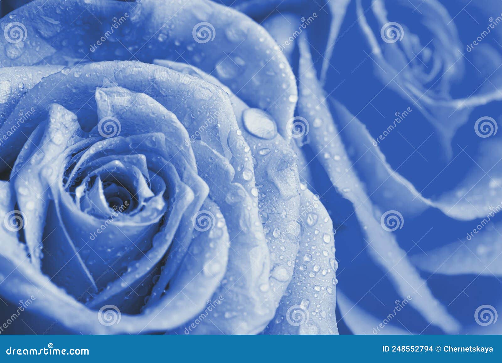 Beautiful Light Blue Roses with Water Drops As Background, Closeup Stock Photo Image of gift