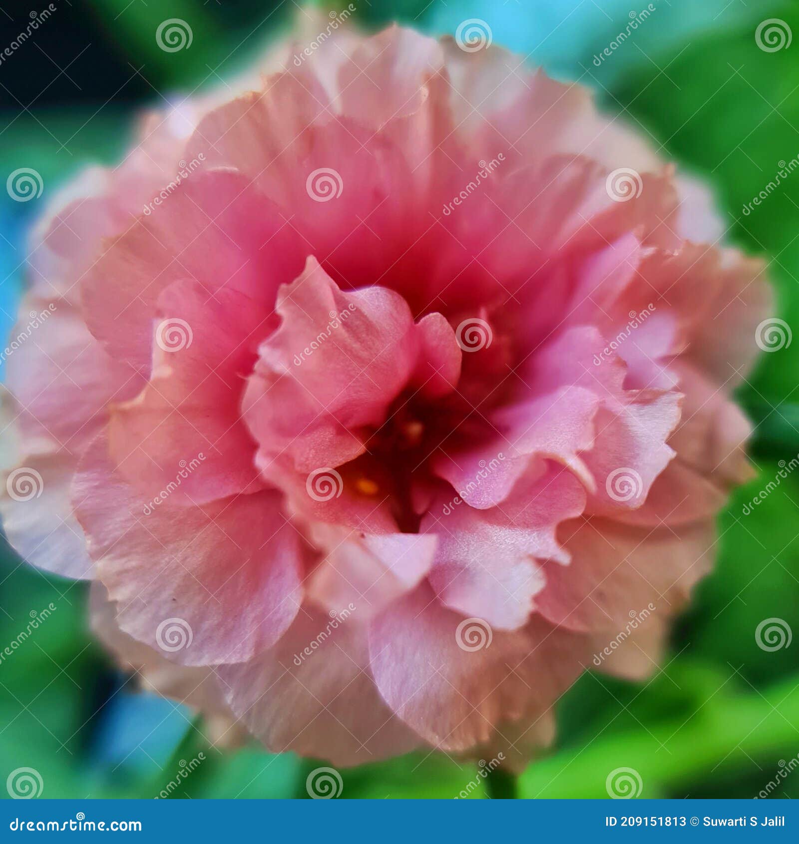 A Beautiful Light Orange Rose Moss Flower Stock Image Image of petal
