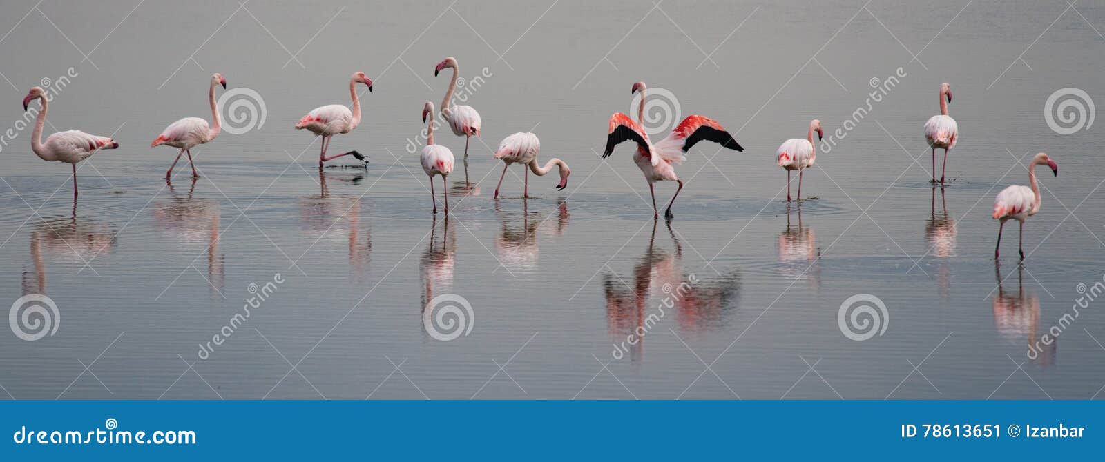 Beautiful Light on Pink Flamingo Group Stock Image Image of colorful