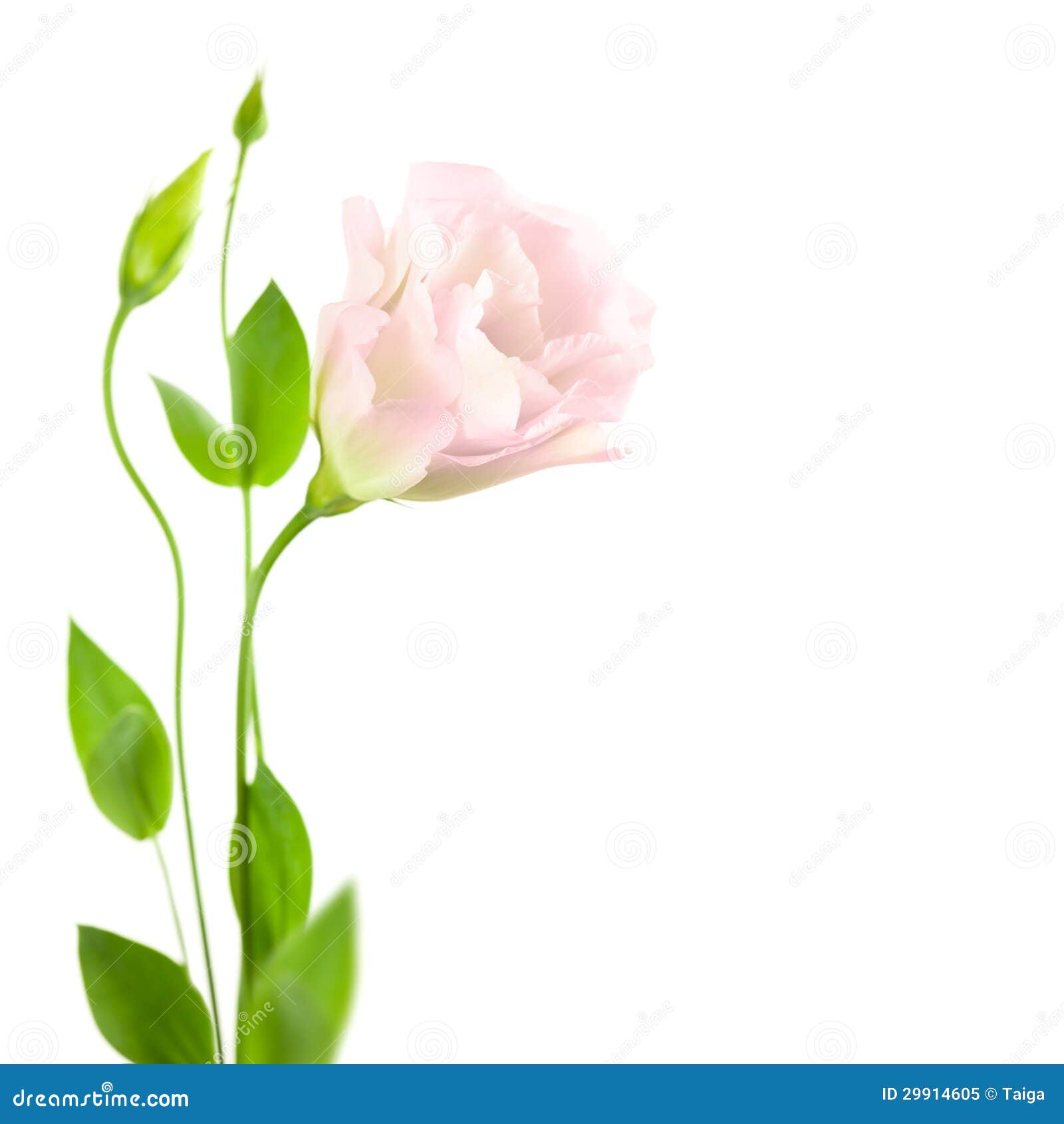 beautiful flower with buds isolated on white eustoma lisia royalty free stock beautiful flower with buds isolated on white eustoma lisia royalty free stock