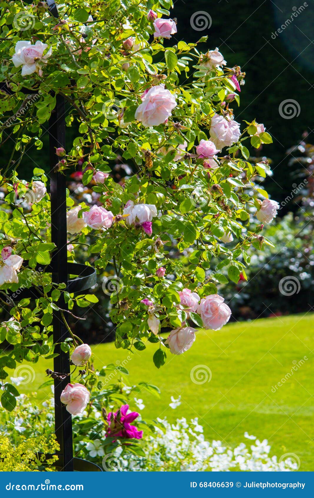 Beautiful Light Pink Rose Garden Stock Image Image of flowers, light