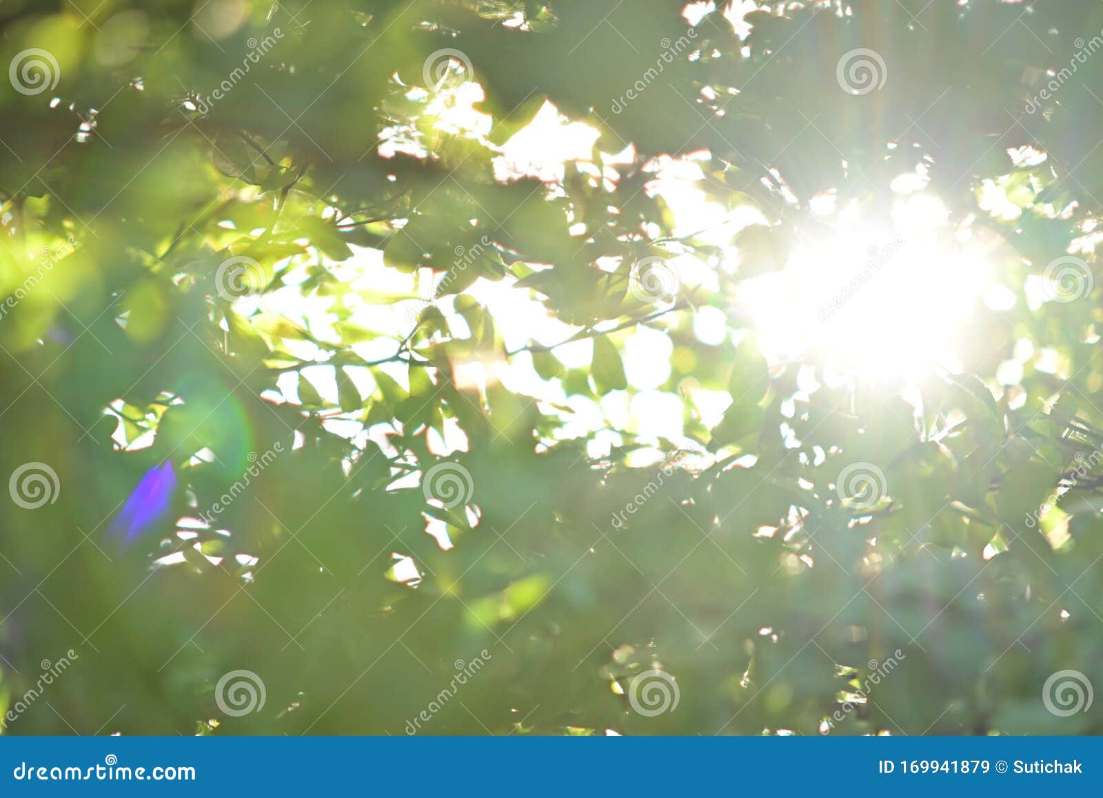 Beautiful Light of Sun Shine through Green Tree in the Morning Stock ...