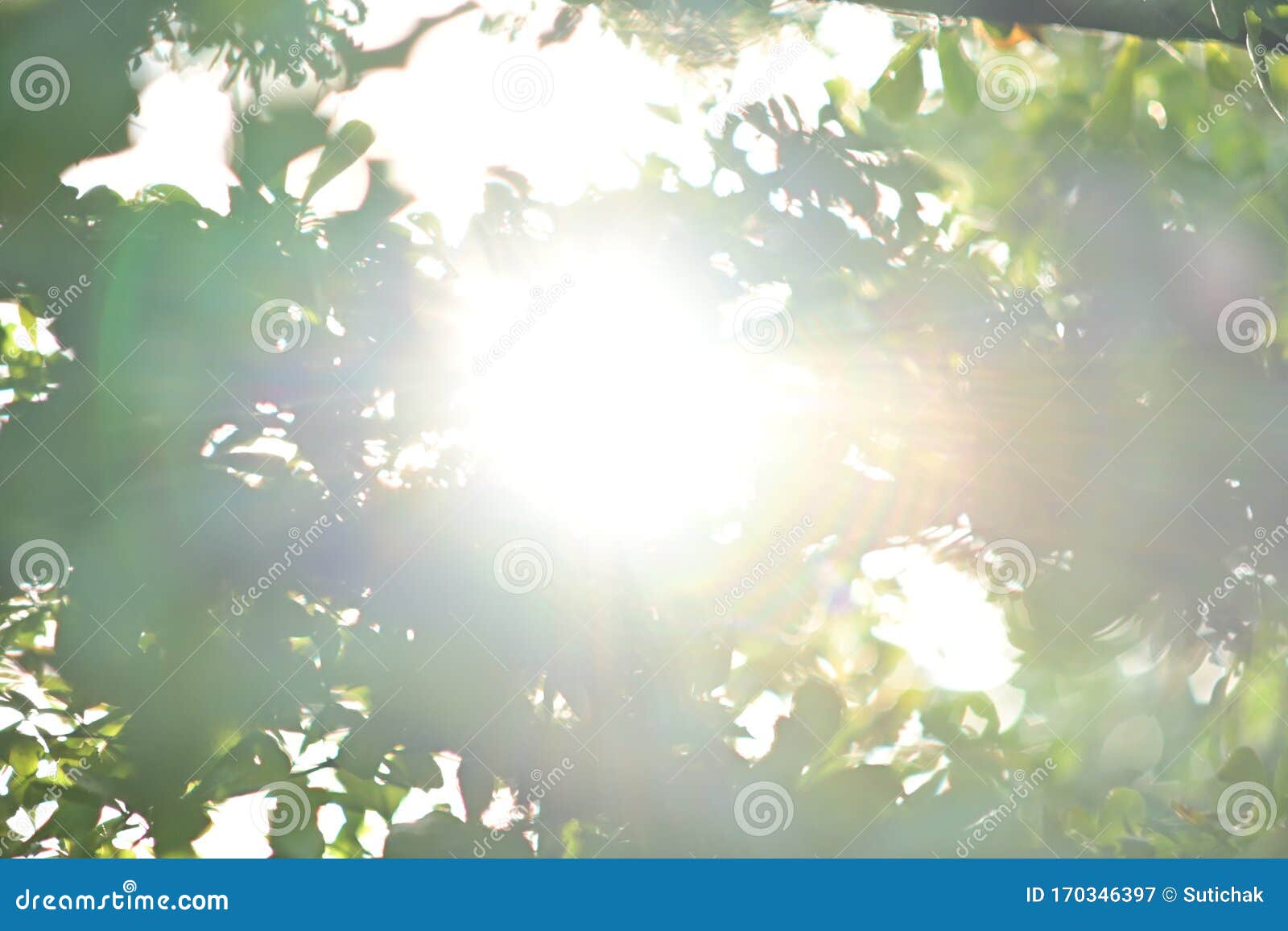 Beautiful Light of Sun Shine through Green Tree Stock Image Image of