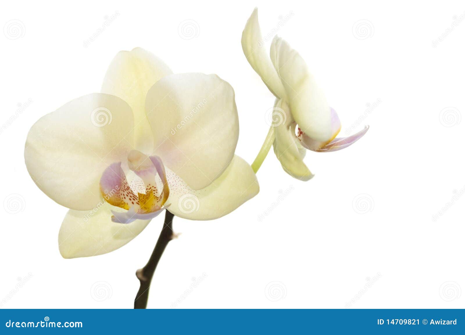 Beautiful Light Yellow Orchids, Exclusive Color Stock Image Image of