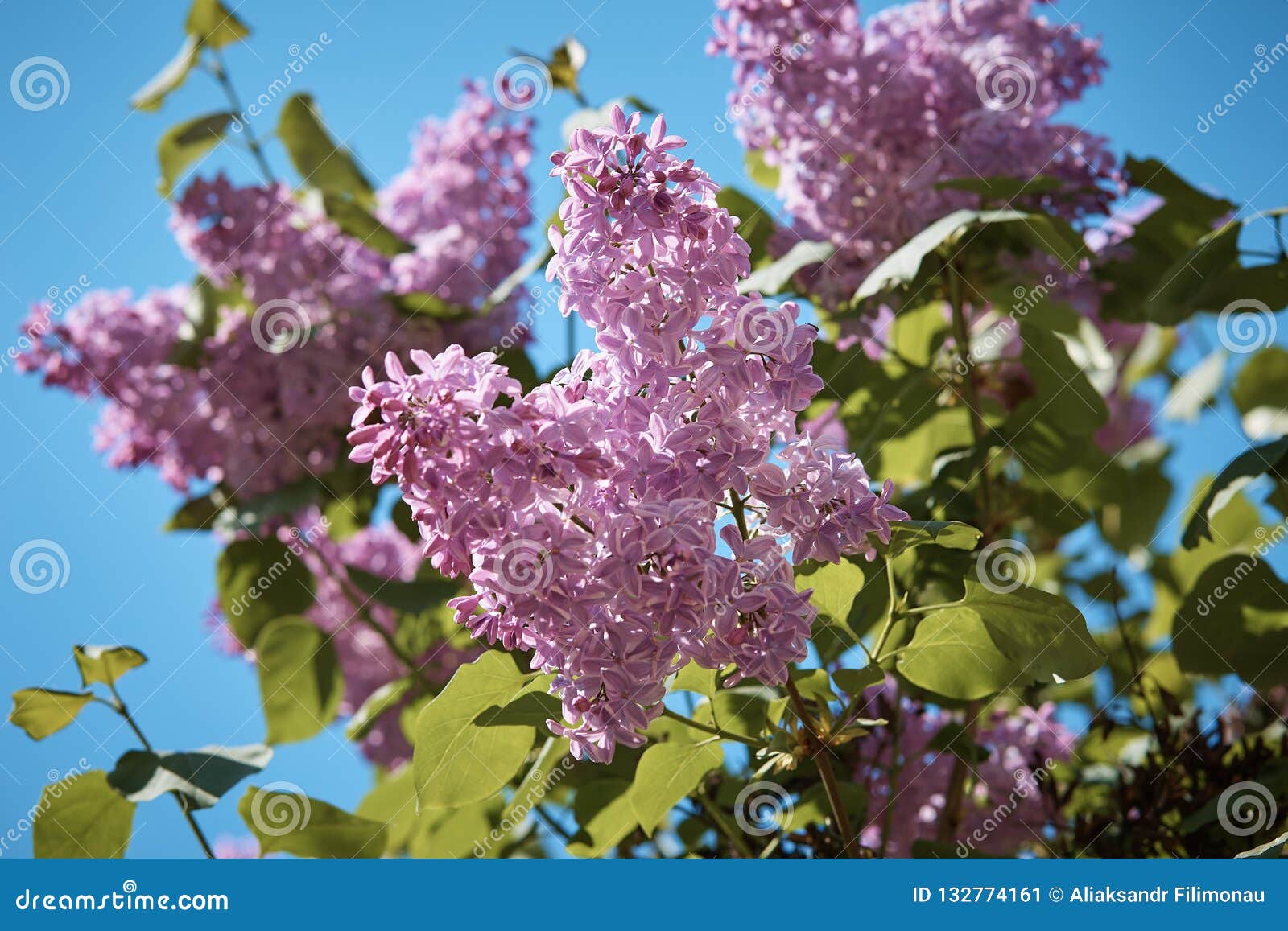 A beautiful lilac stock image. Image of tree, colorful 132774161