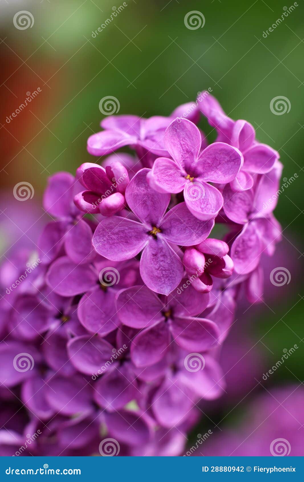 Beautiful lilac flowers stock photo. Image of bloom, border 28880942