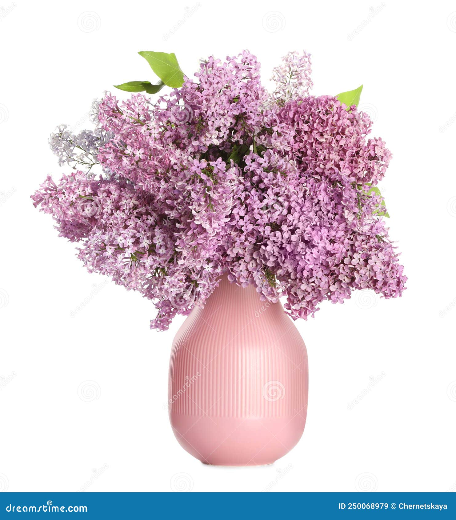 Beautiful Lilac Flowers in Vase Isolated on White Stock Image Image