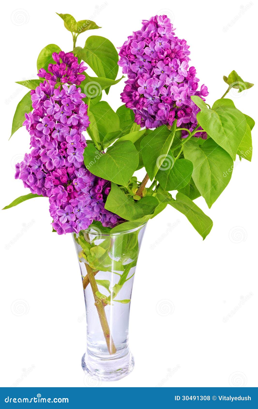 Beautiful Lilac In The Vase Isolated Over White Stock