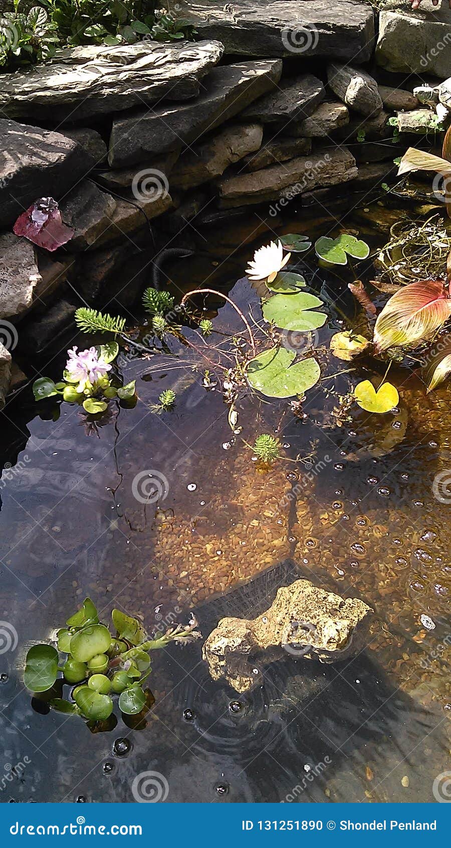 Pond life stock photo. Image of pond, beautiful, water - 131251890