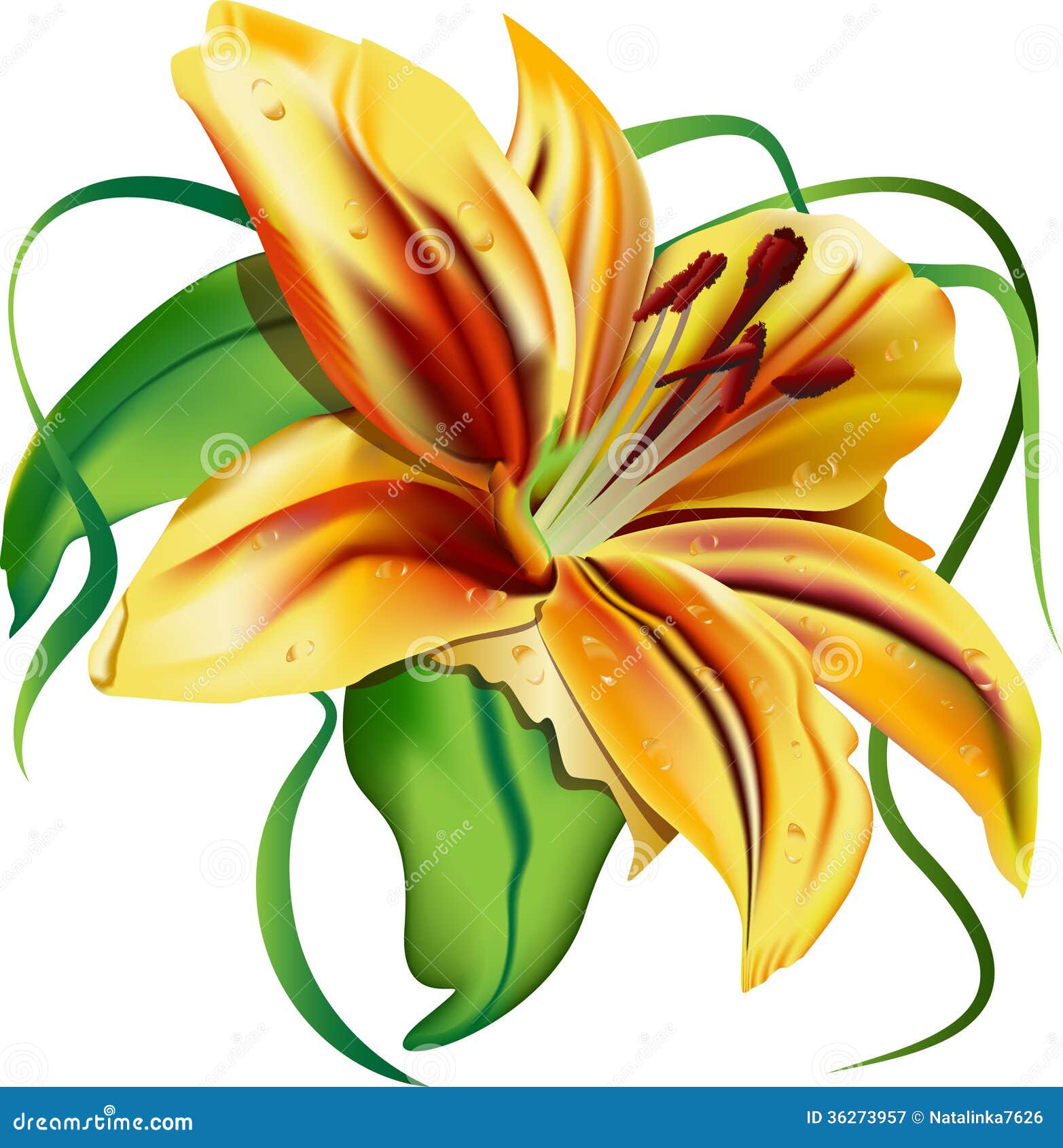 tiger lily clipart - photo #49