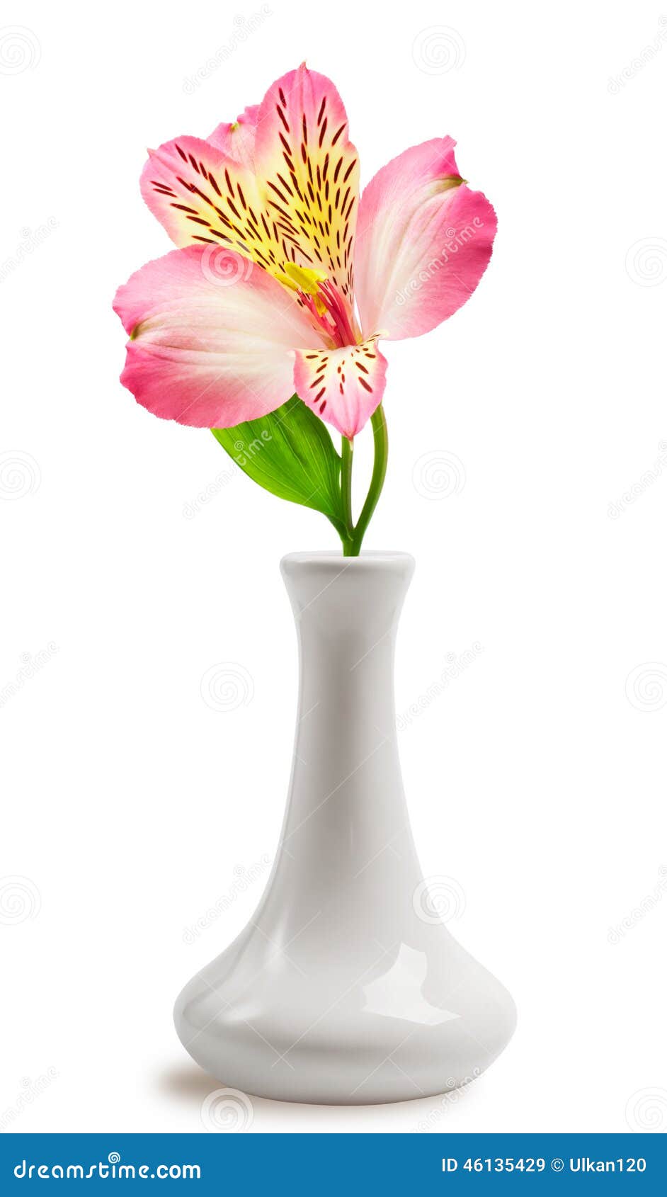 Beautiful Lily Flower in the Vase Stock Image Image of lilly