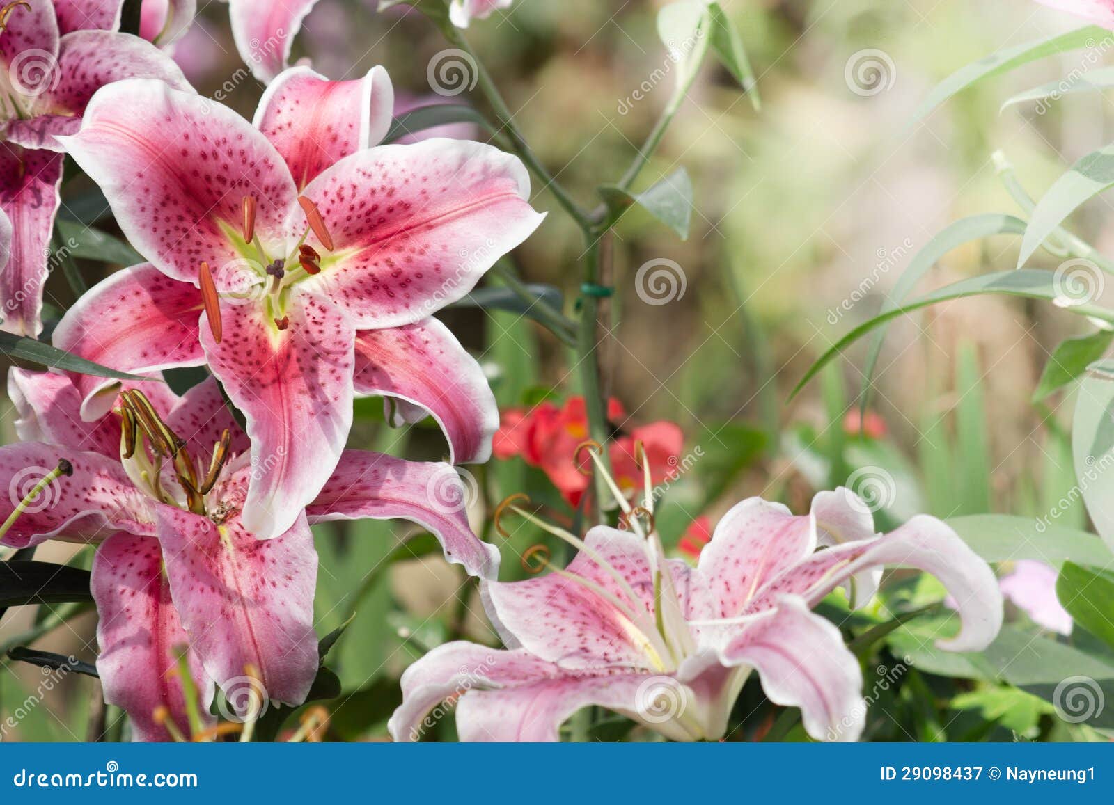 Beautiful lily in garden stock image. Image of field - 29098437