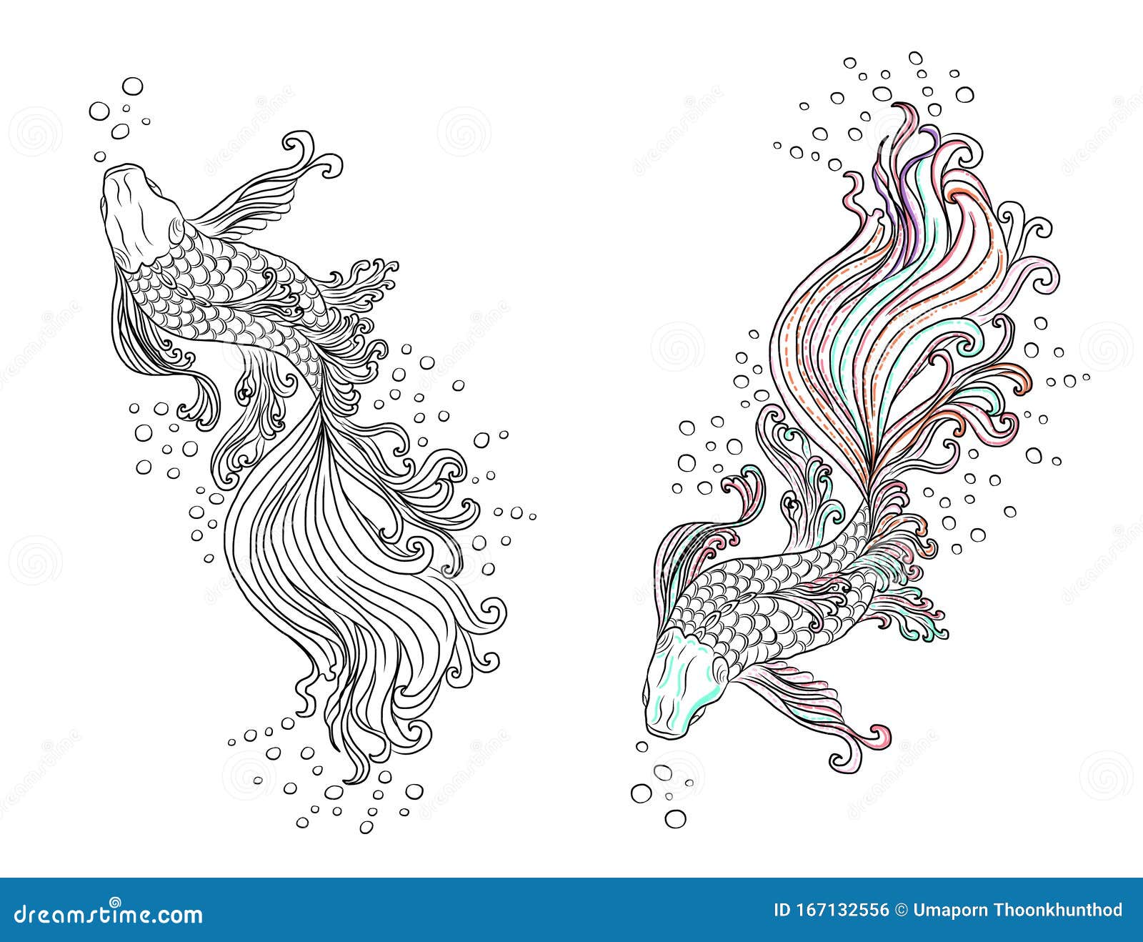 Betta Fish or Siamese Fighter Fish Stock Vector  Illustration of drawn  elegant 153466354