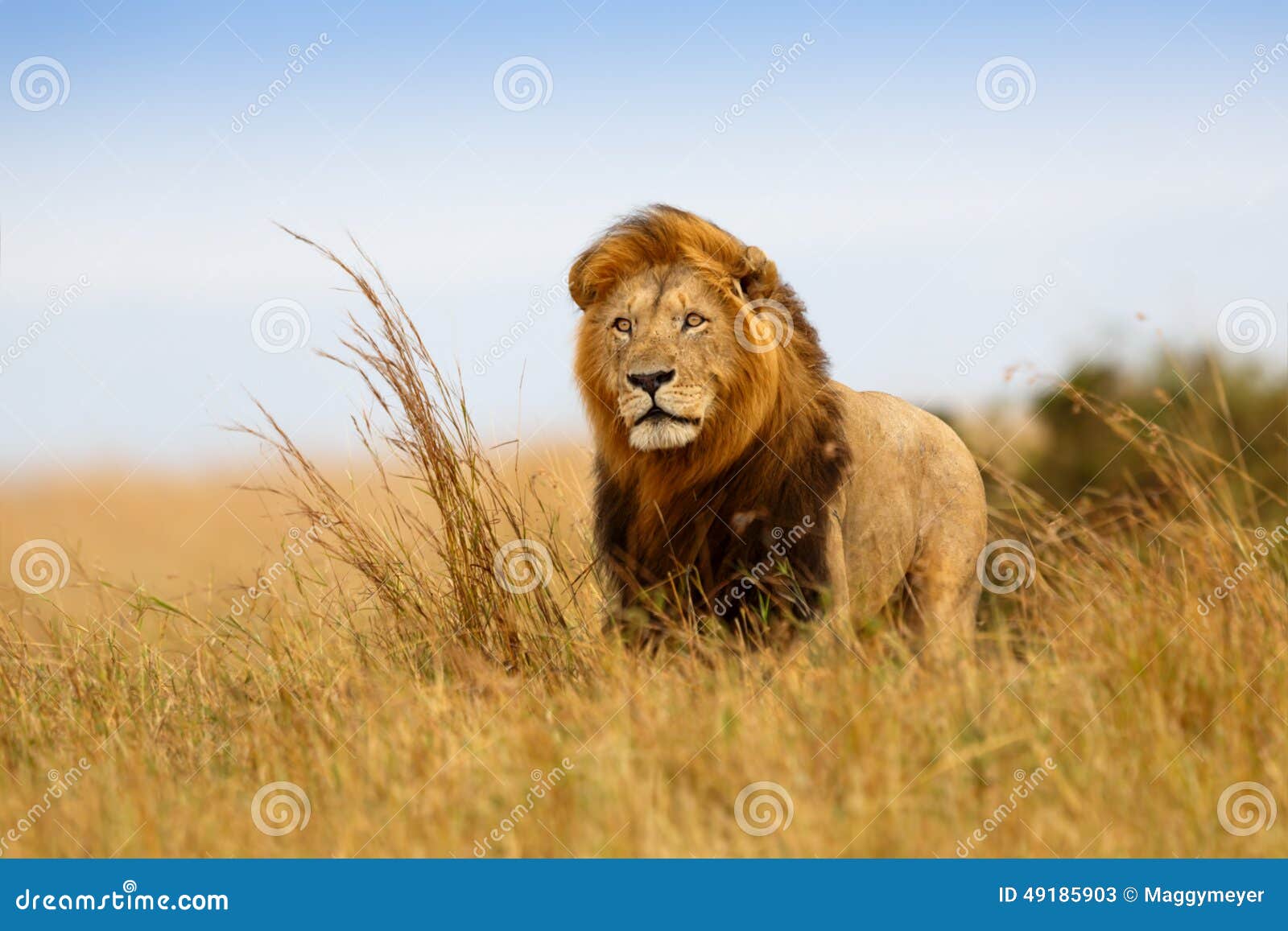 beautiful lion caesar