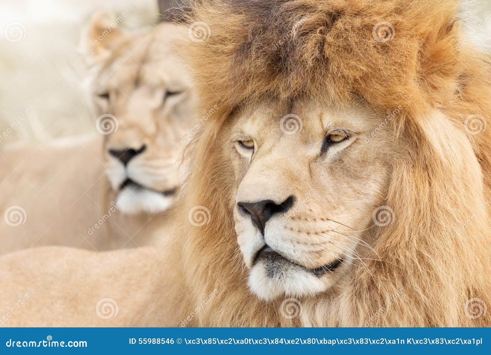 Top 37+ imagen leones hermosos