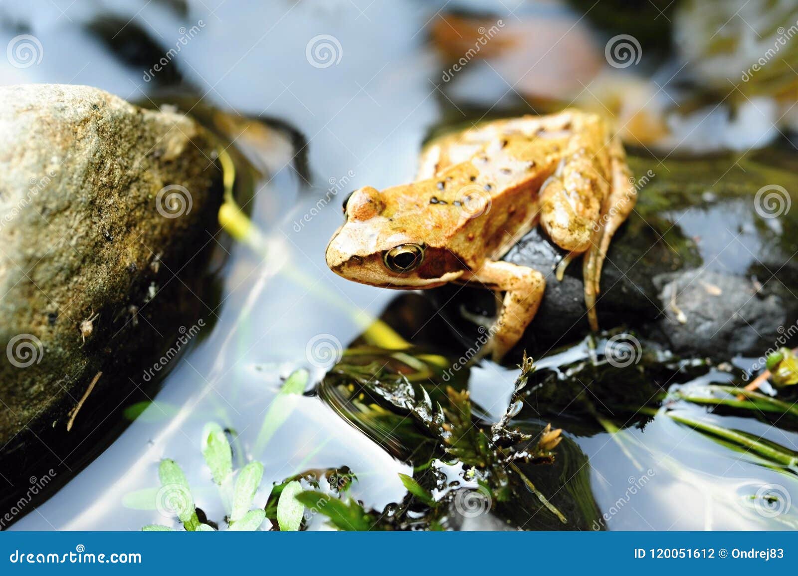 Small brown frog stock photo. Image of frogs, nature - 120051612
