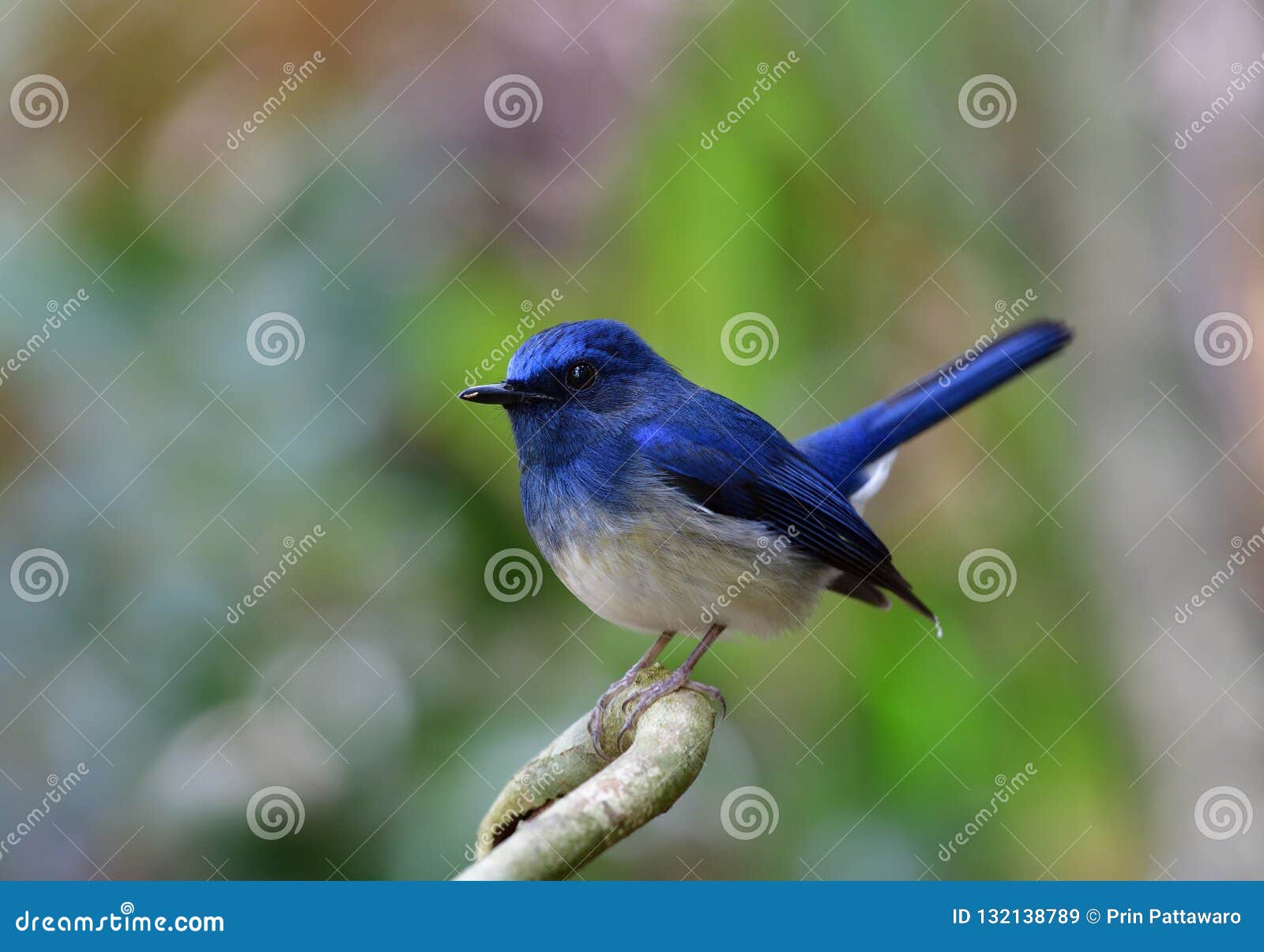 Beautiful Little Chubby Blue and White Bird Perching on a Branch Stock