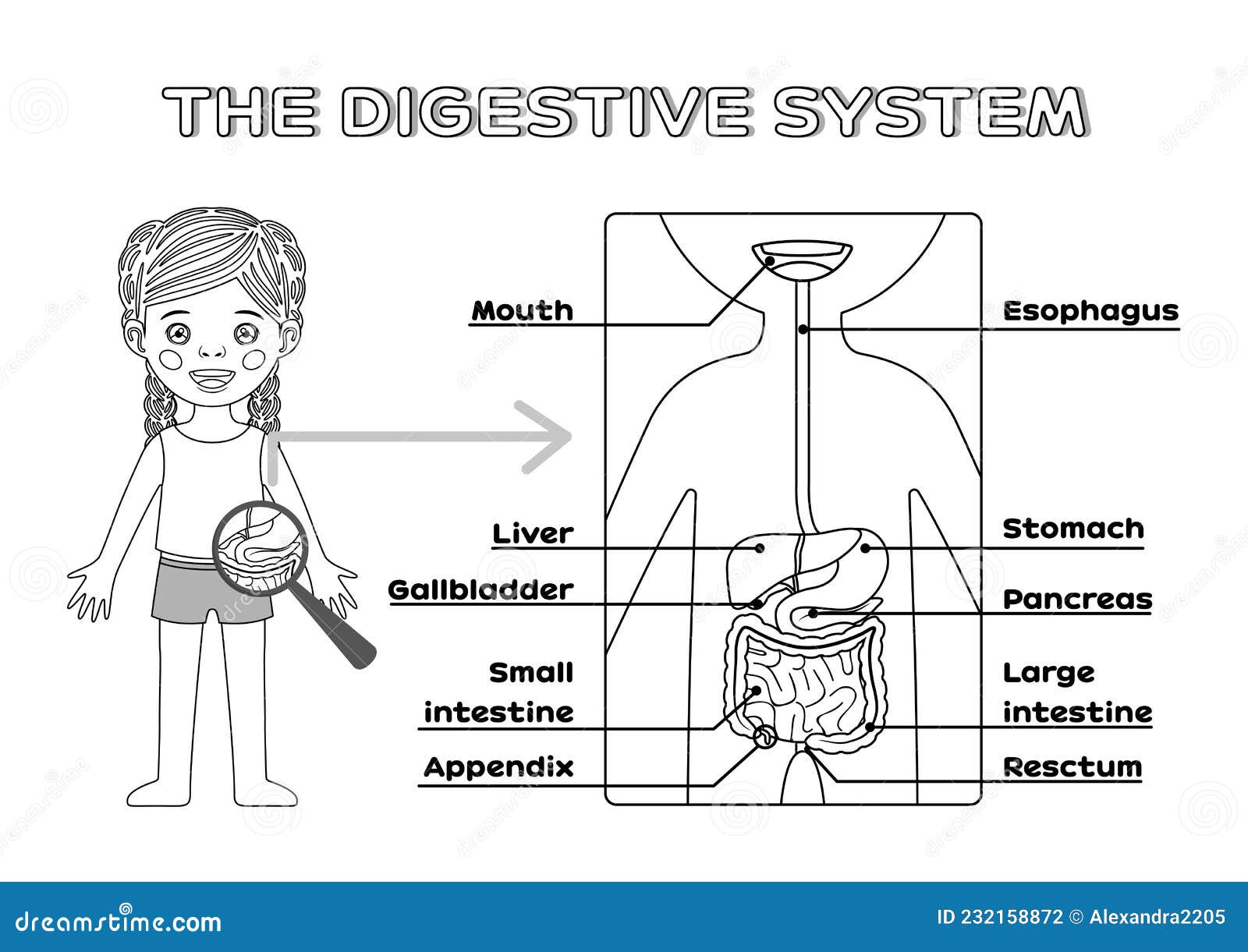 Digestive System Diagram | Study Guides, Projects, Research Human Biology |  Docsity