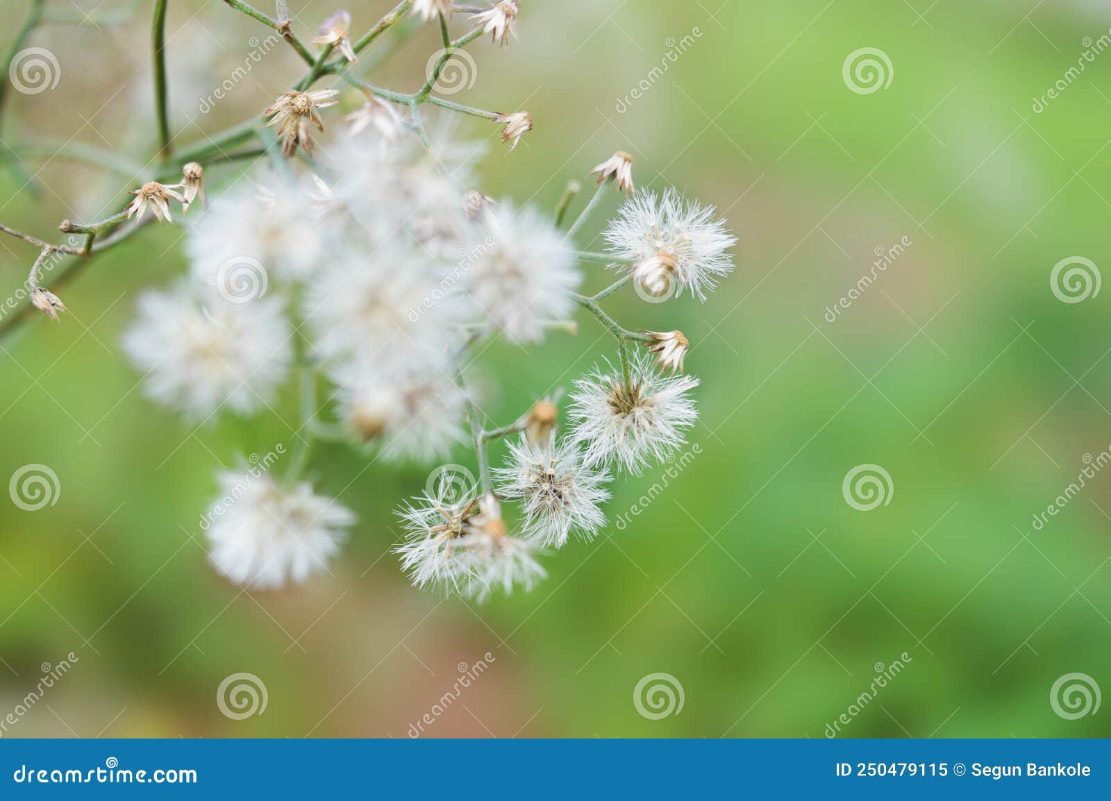 Beautiful Little Iron Weed Flower Stock Image Image of little