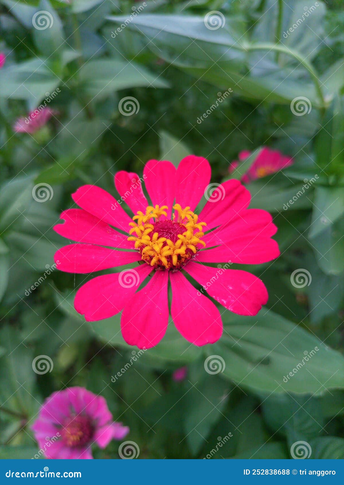 Beautiful Little Red Flower Stock Photo Image of blossom, plant