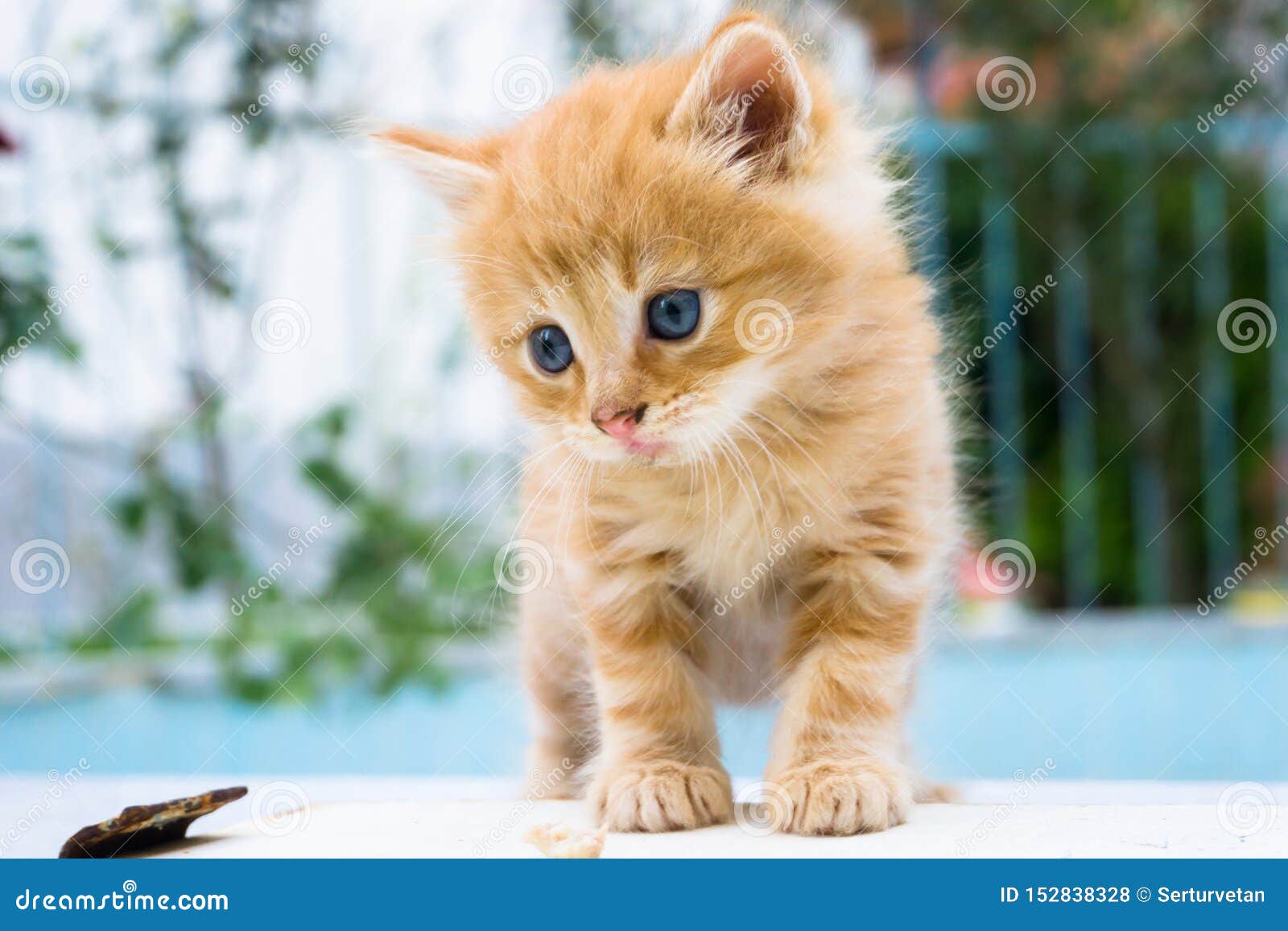 195 026 Kitten Tabby Photos Free Royalty Free Stock Photos From Dreamstime