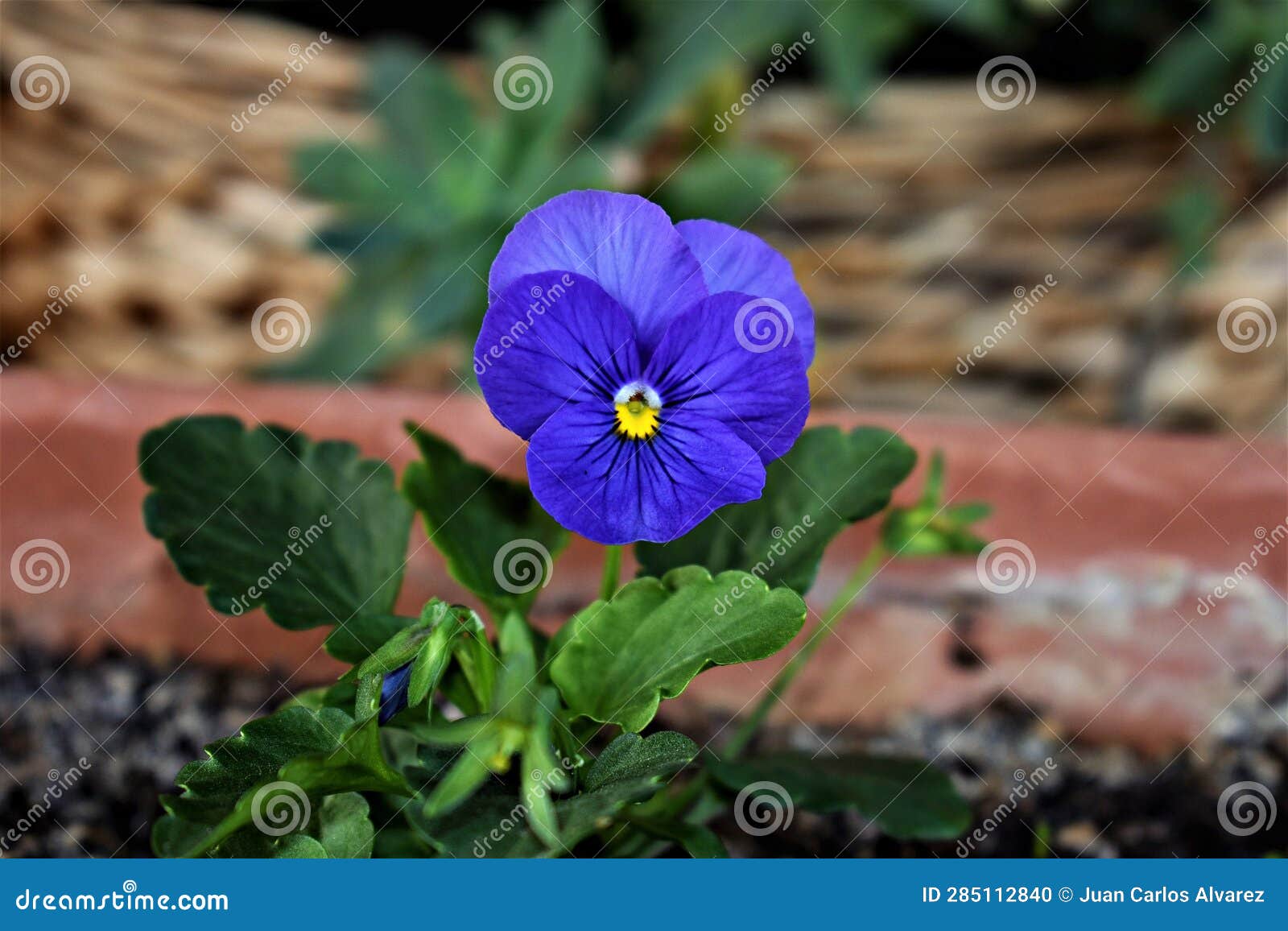 beautiful and little viola in the garden