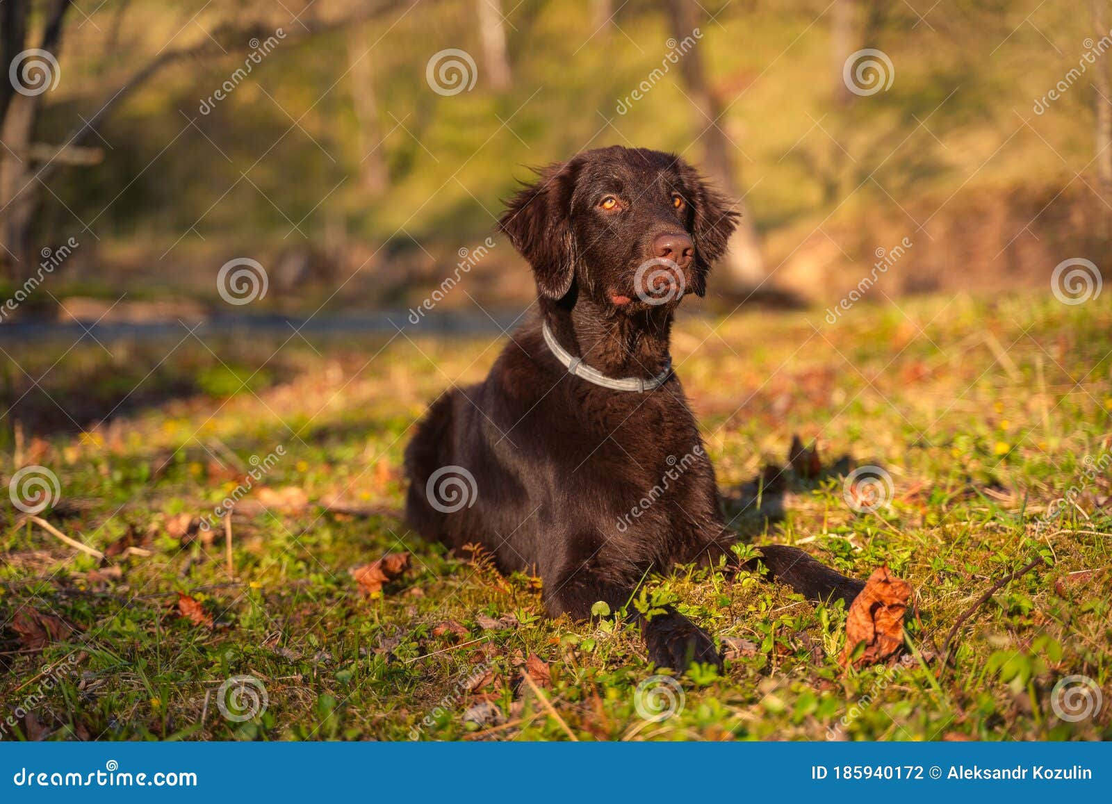 Beautiful Chocolate Flat Coated Retriever In Nature Stock Photo Image Of Outside Blue 185940172