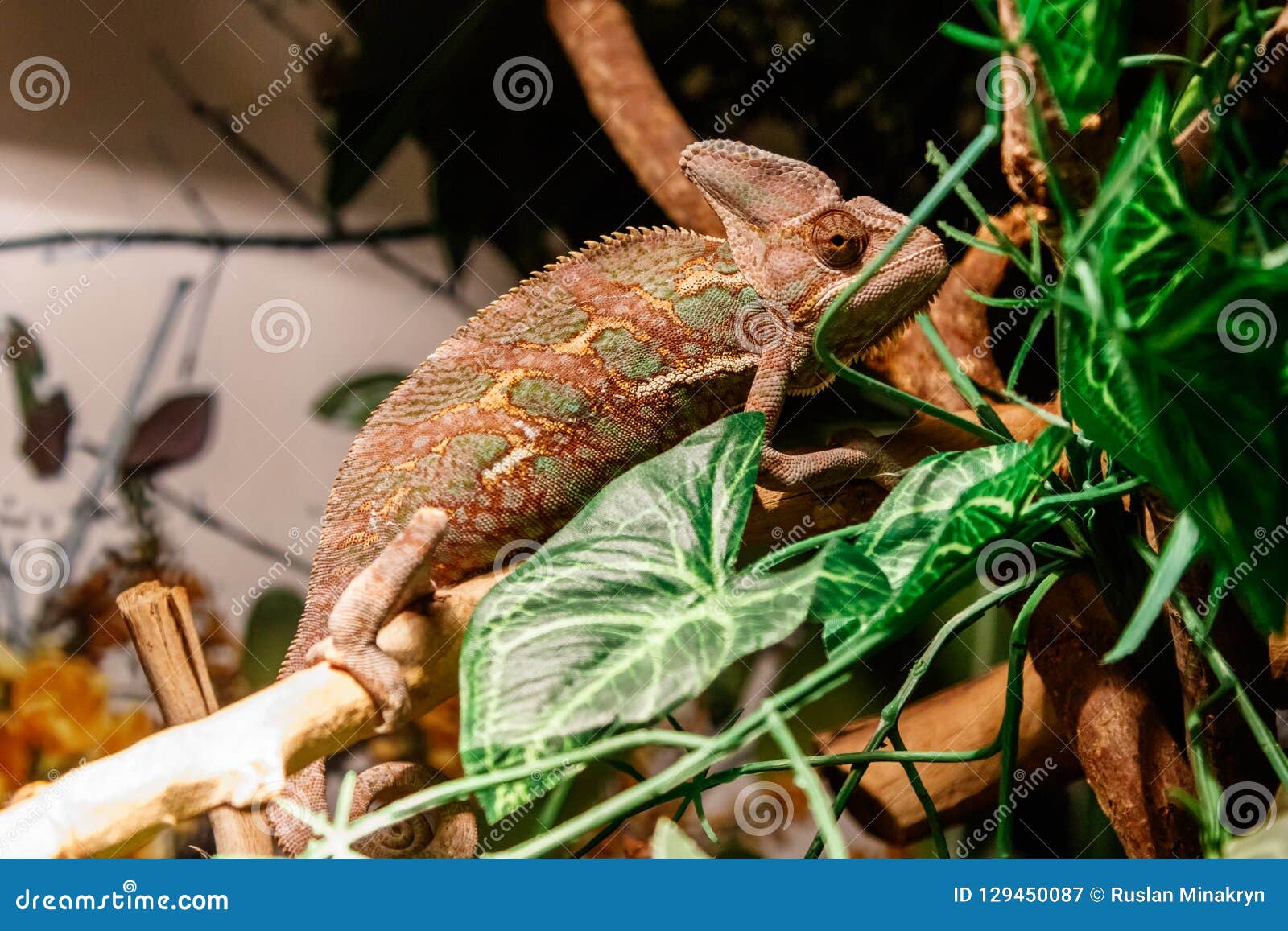 Beautiful Lizard Of The Yemen Chameleon Veiled Chameleon Chamaeleo Calyptratus Stock Image Image Of Green Color