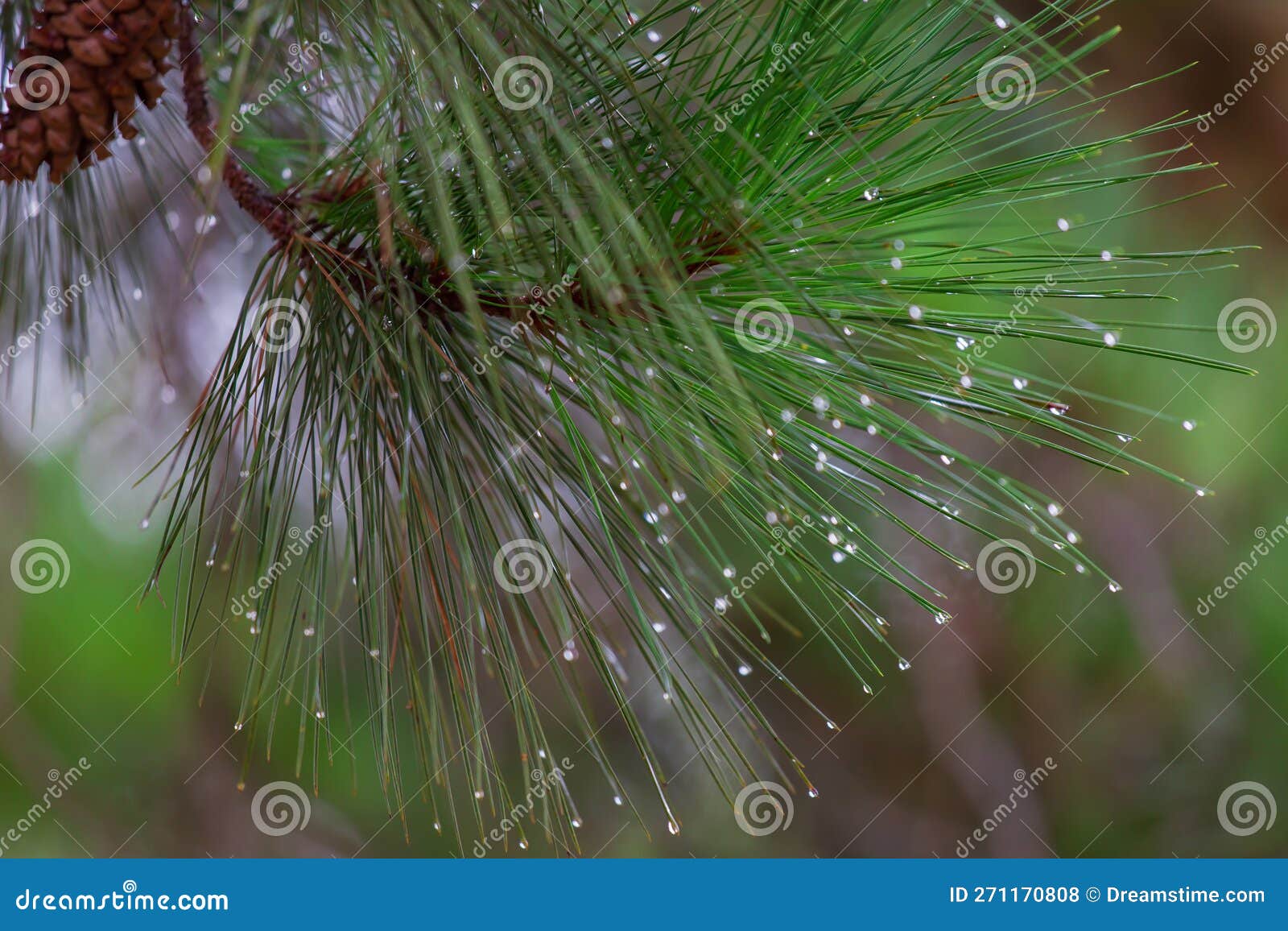 Long Leaf Pine with Needles and Rain Drops Stock Photo Image of long